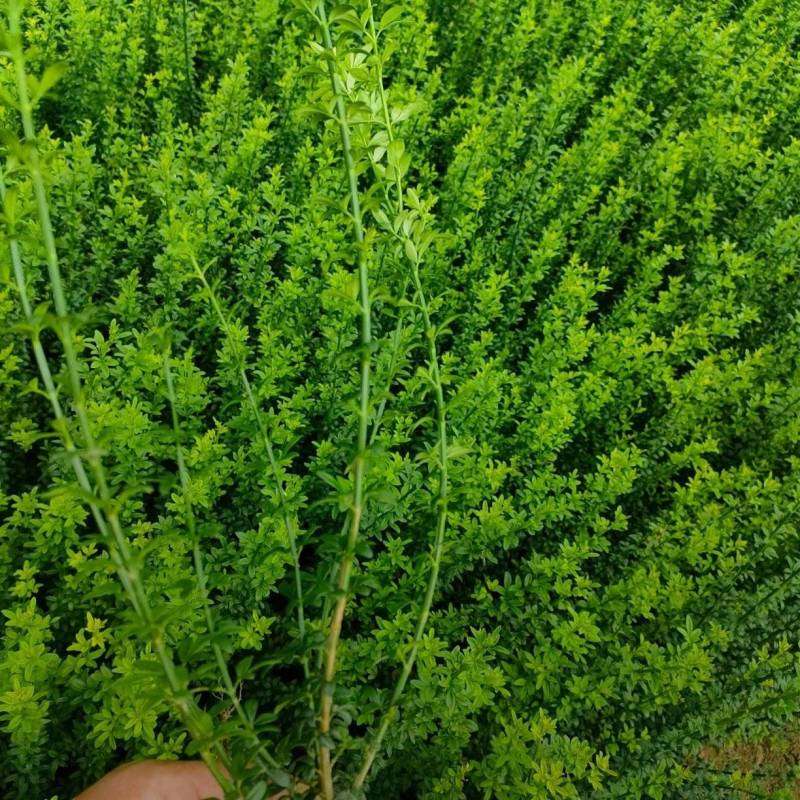 苗圃大量出售高度40-50迎春苗