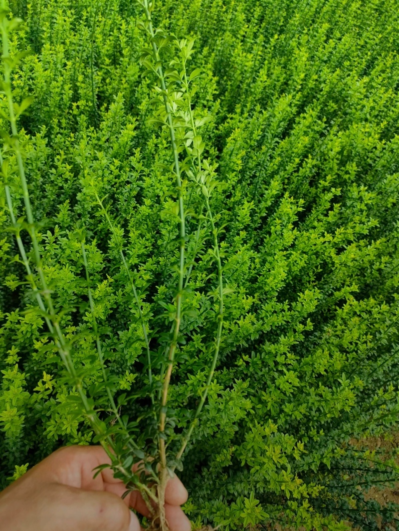 苗圃大量出售高度40-50迎春苗
