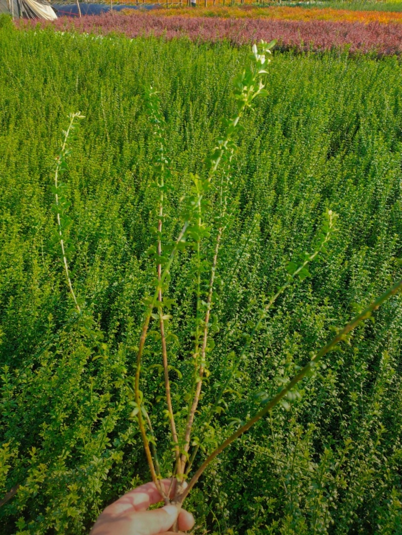 苗圃大量出售高度40-50迎春苗