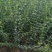 苗圃大量出售高度40-50迎春苗