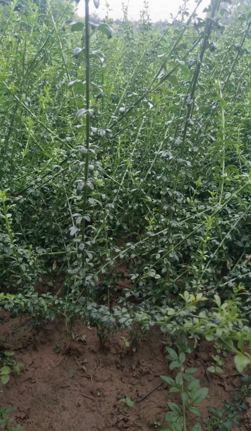 苗圃大量出售高度40-50迎春苗