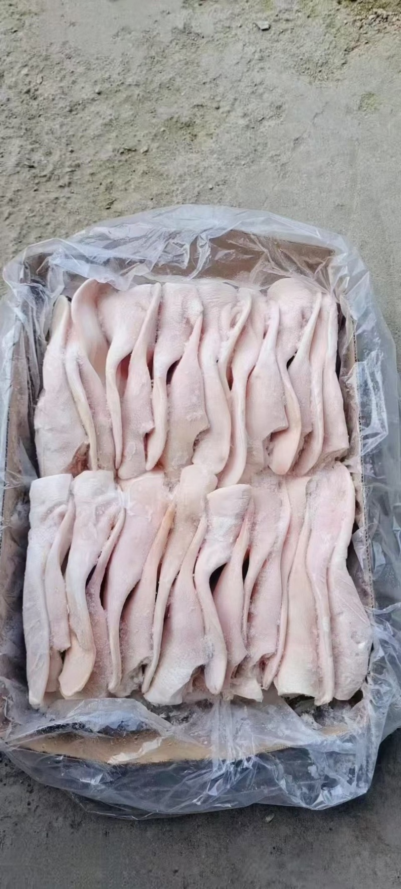 猪耳朵猪副产品新鲜带根猪耳朵散养猪耳朵卤菜