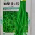 农荚乐2号-豇豆种子翠绿厚肉条荚略粗耐老化不鼓粒
