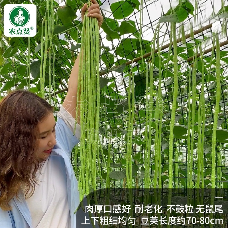 农荚乐2号-豇豆种子翠绿厚肉条荚略粗耐老化不鼓粒