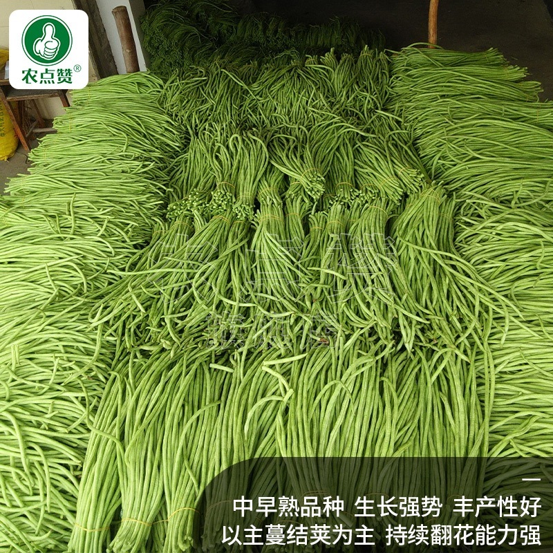 农荚乐2号-豇豆种子翠绿厚肉条荚略粗耐老化不鼓粒
