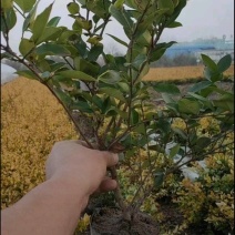 苗圃大量出售金森女贞大杯