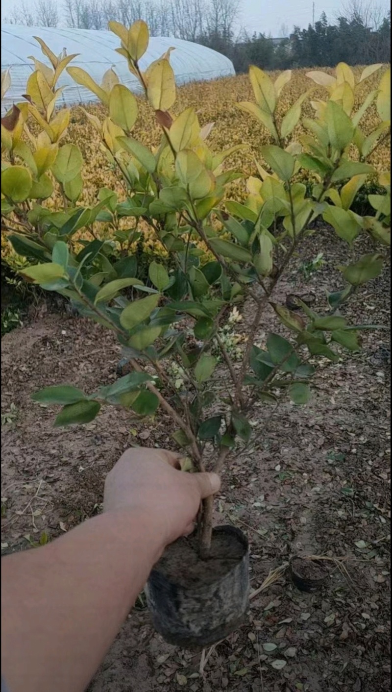 苗圃大量出售金森女贞大杯