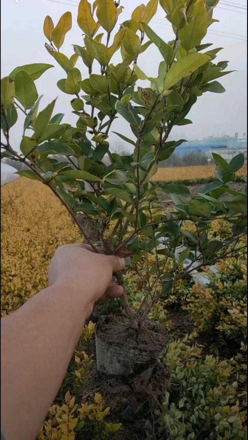 苗圃大量出售金森女贞大杯