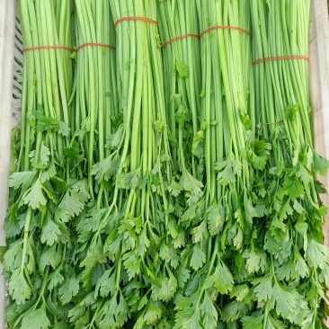 {牛商推荐}香芹大量上市，量大从优，欢迎来电