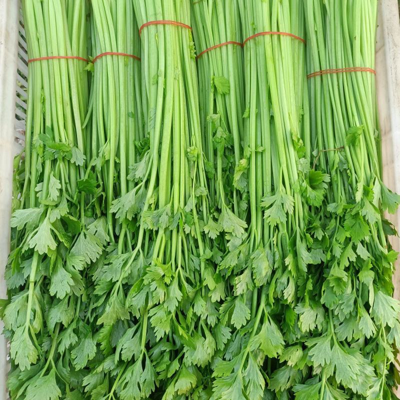 {牛商推荐}香芹大量上市，量大从优，欢迎来电