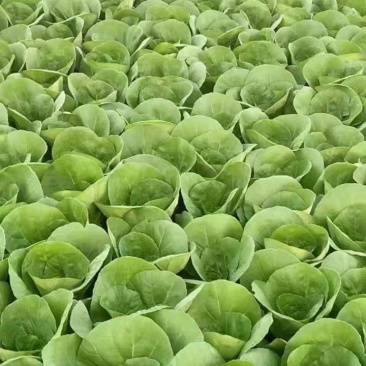 {牛商推荐}小白菜大量上市，量大从优，欢迎来电