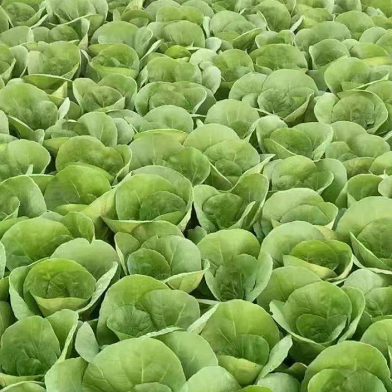 {牛商推荐}小白菜大量上市，量大从优，欢迎来电