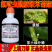 老牌子刀郎15氟啶酰胺联苯菊酯桃树桃蚜茶小绿叶蝉正品农药