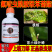 老牌子刀郎15氟啶酰胺联苯菊酯桃树桃蚜茶小绿叶蝉正品农药