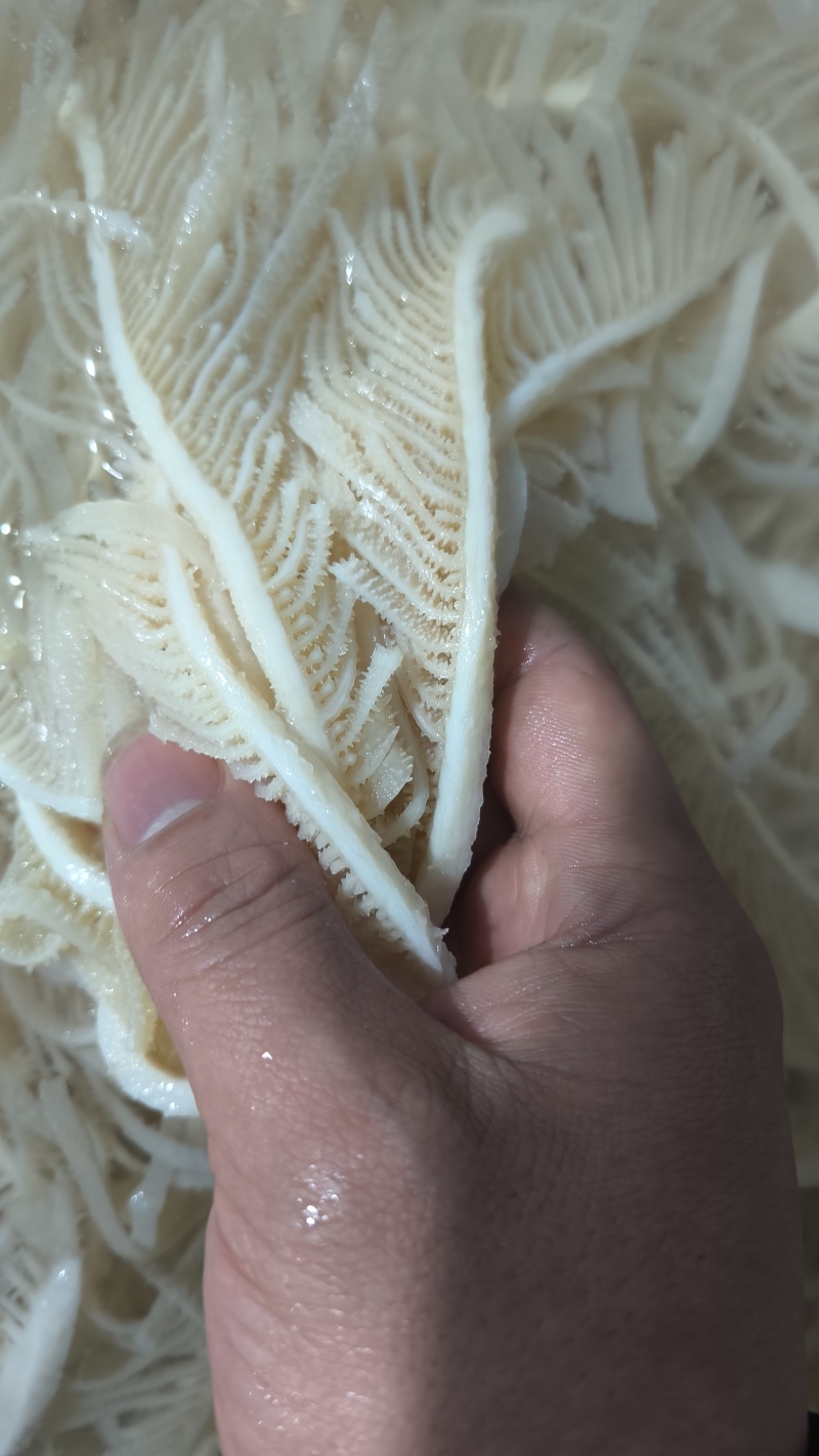 水煮白千层重庆工厂直发火锅佳选