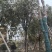 低价出售串钱柳3-30公分