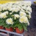 清明节菊花