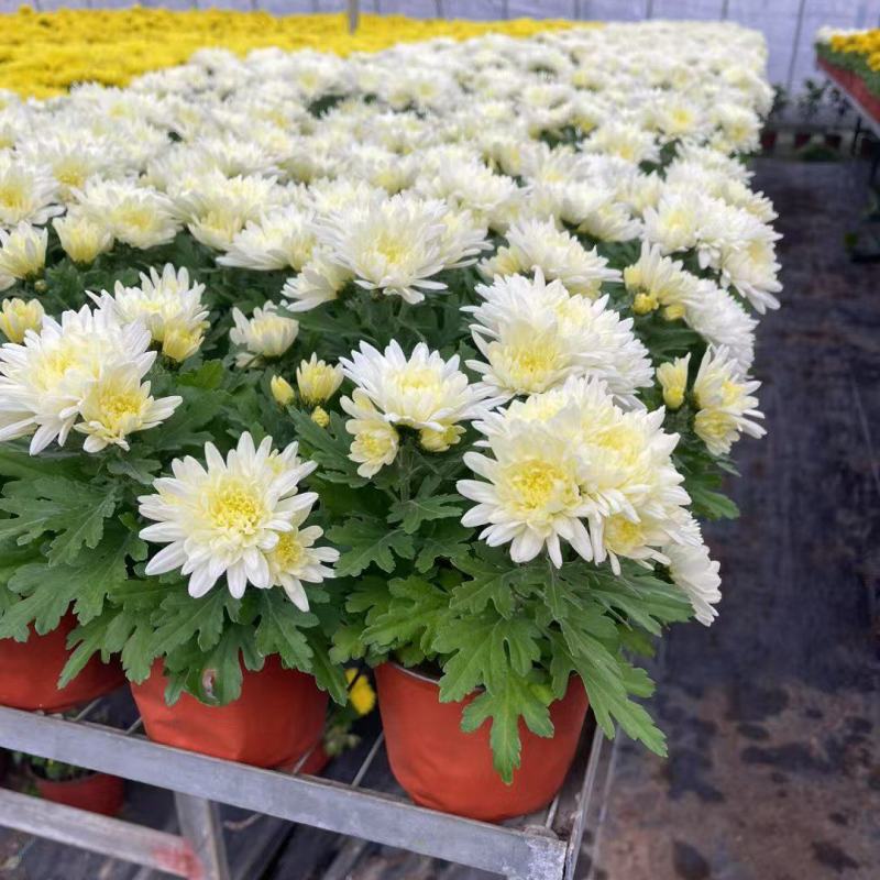 清明节菊花
