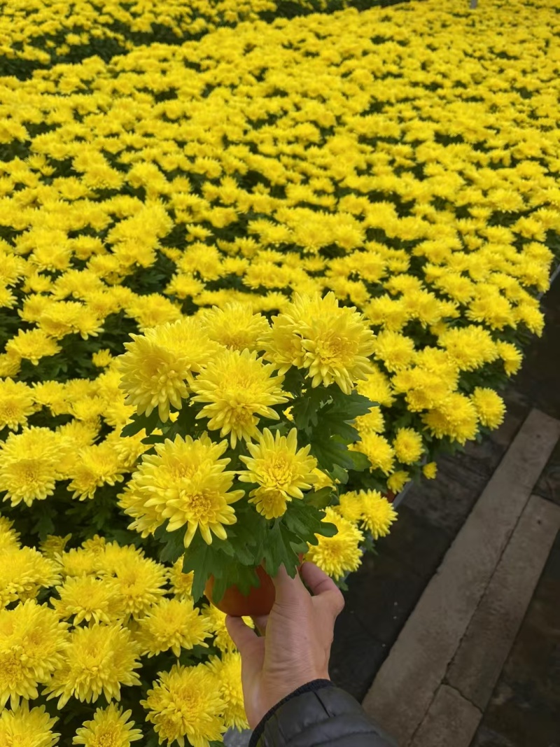 清明节菊花