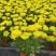清明节菊花