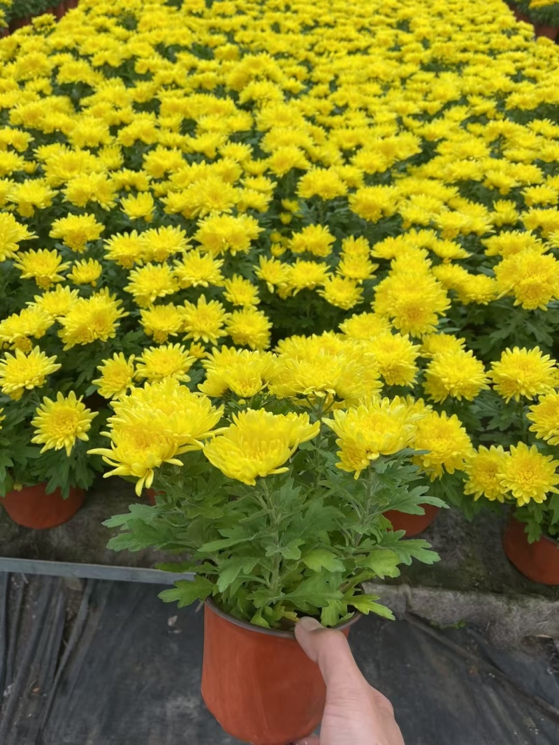 清明节菊花