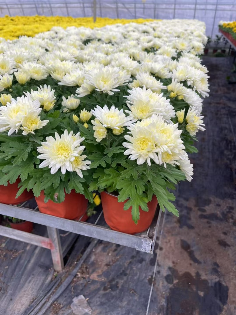 清明节菊花