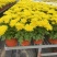 清明节菊花