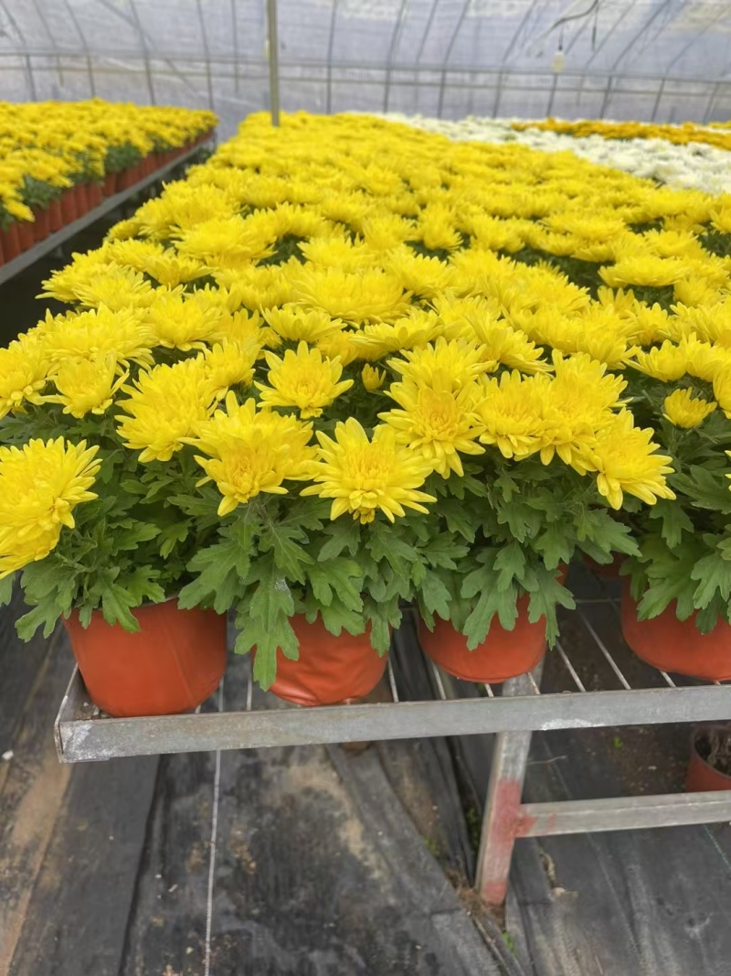 清明节菊花