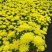 清明节菊花