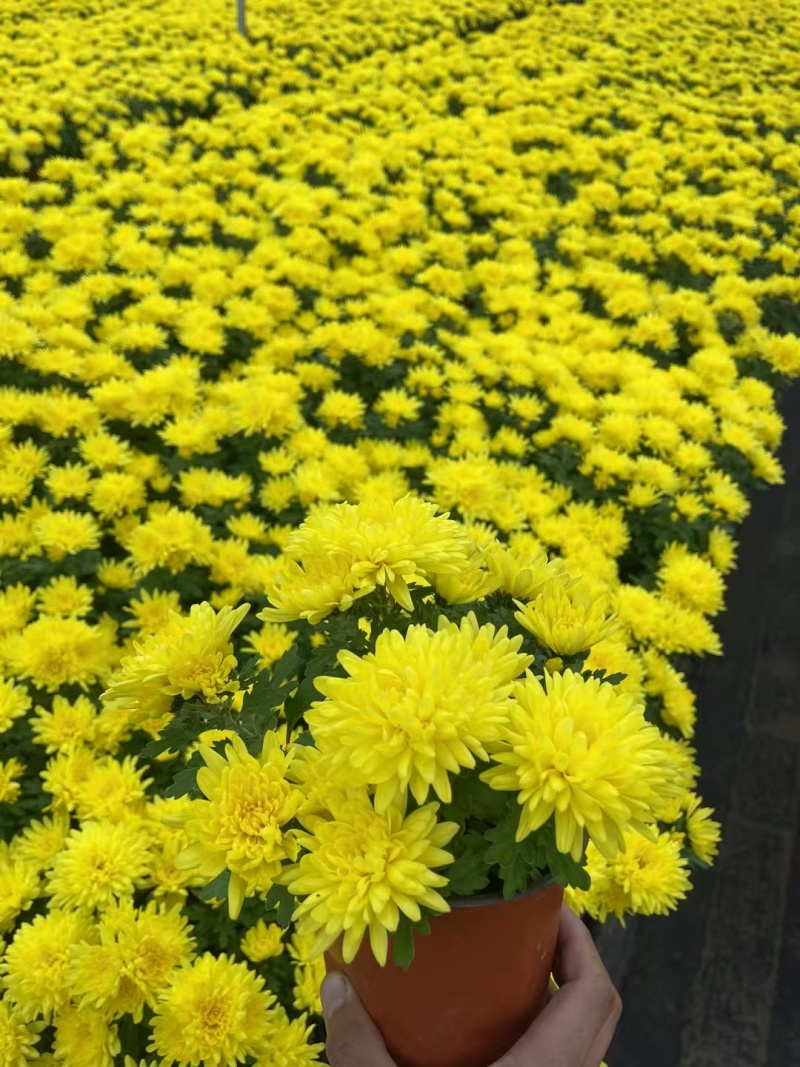 清明节菊花