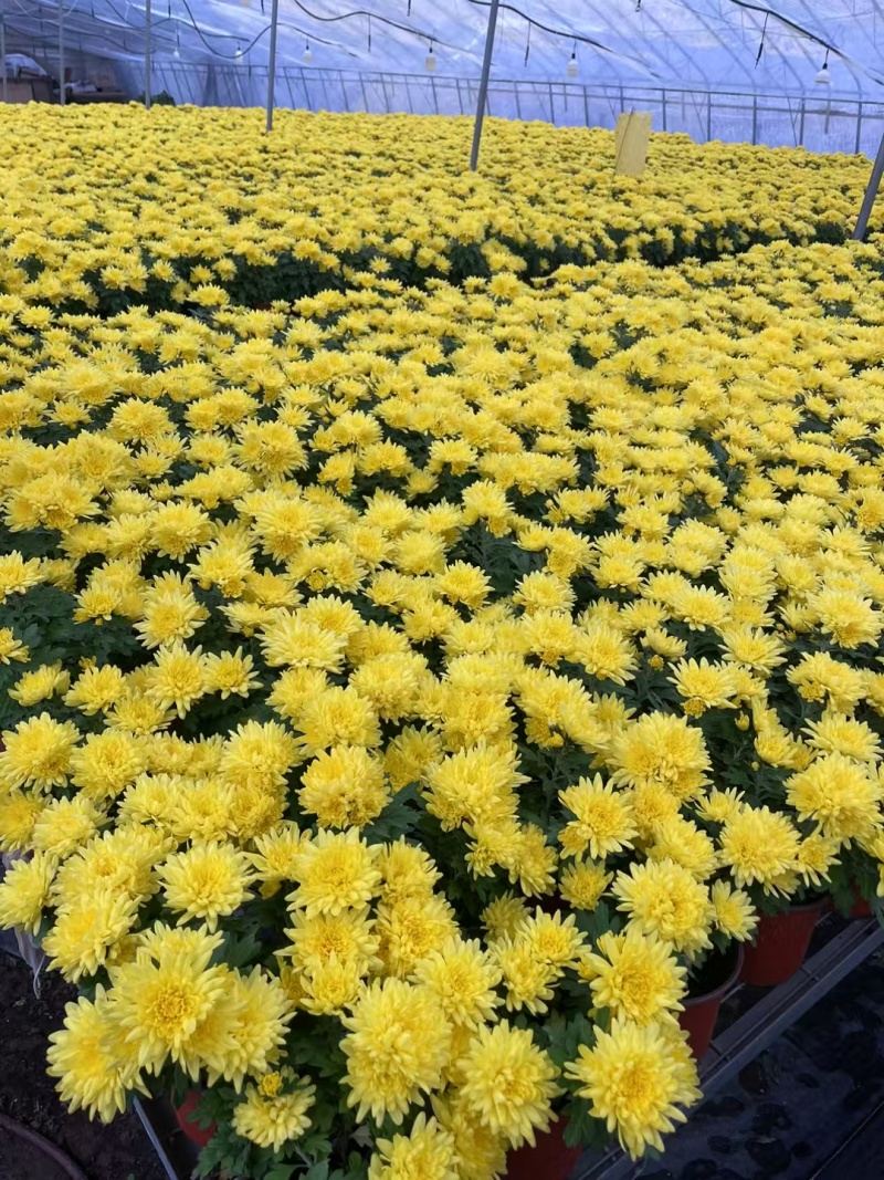 清明节菊花