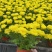 清明节菊花