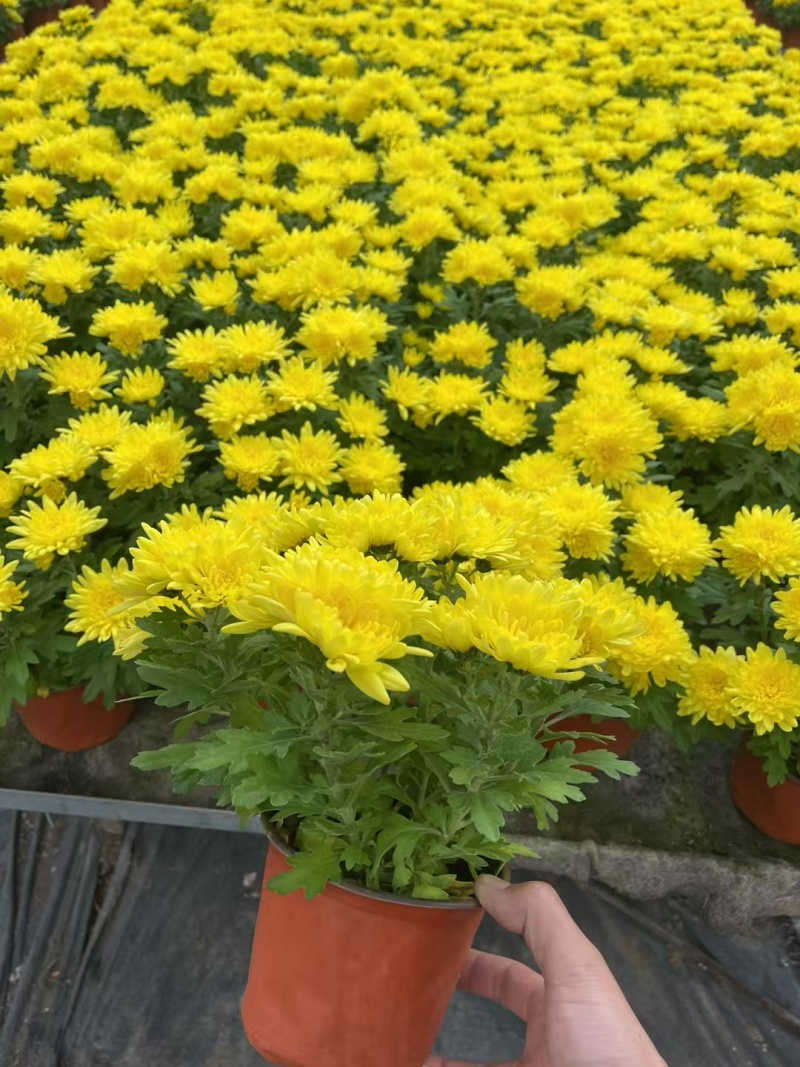 清明节菊花