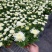 清明节菊花