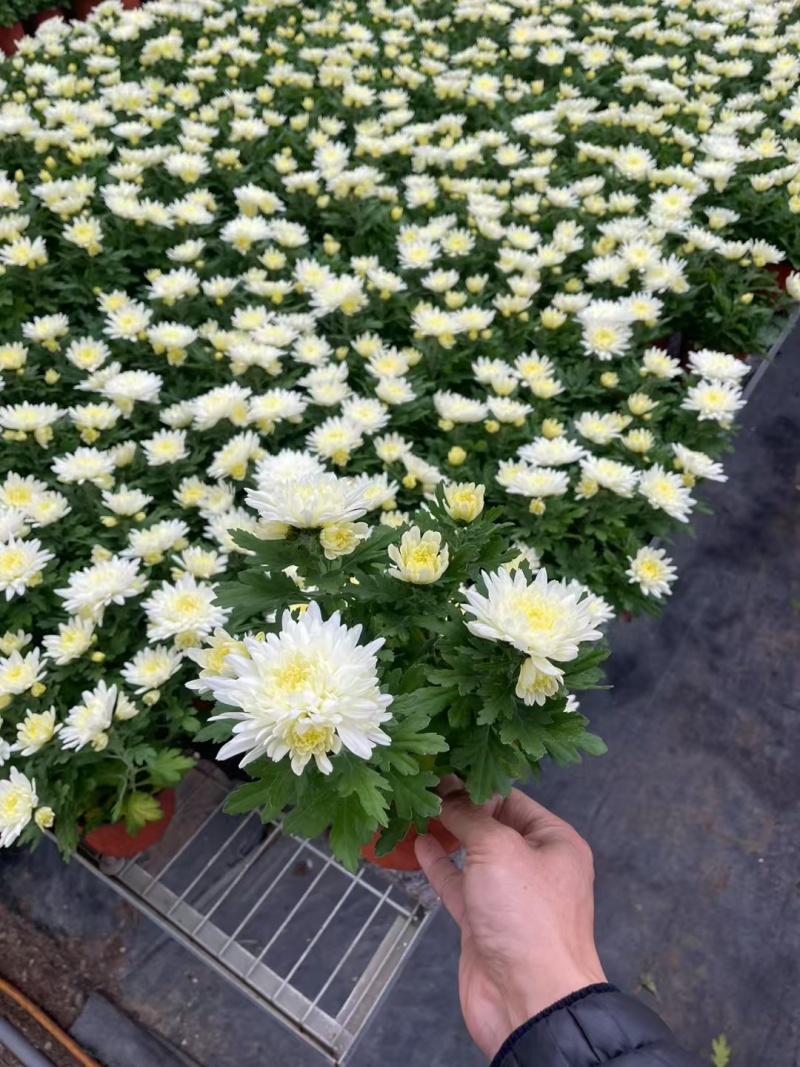 清明节菊花