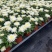 清明节菊花