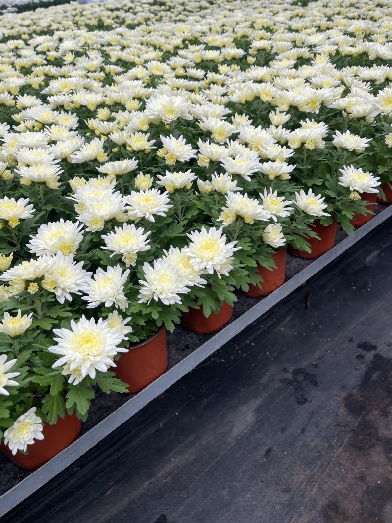清明节菊花