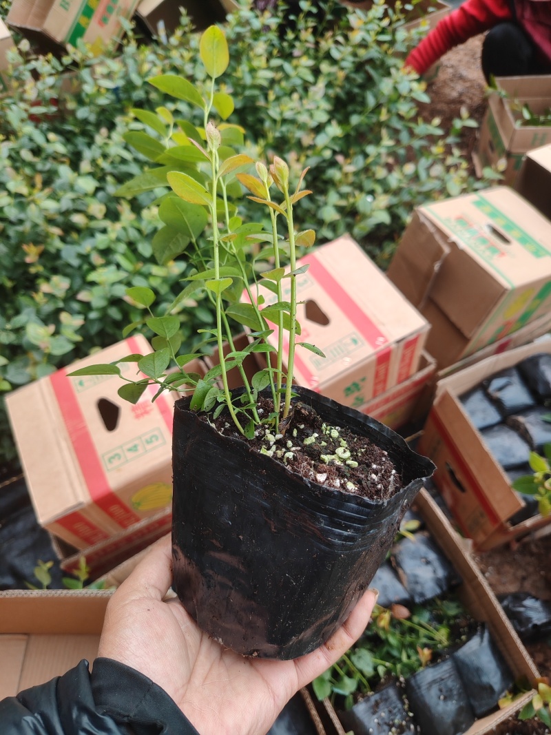 花香蓝莓，大果11.F-62-9，3-2.绿泡泡