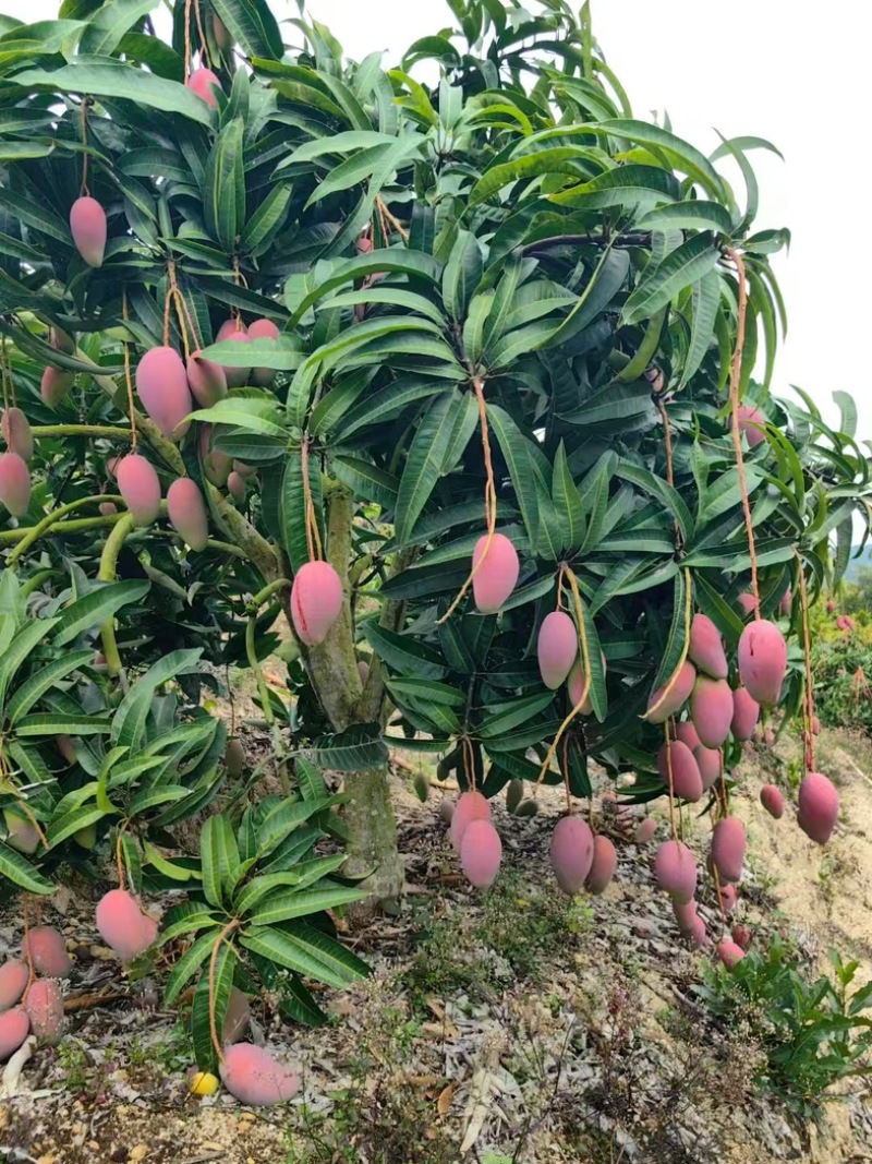 海南芒果产地小台芒、贵妃芒、金煌芒、产地直发大量供应