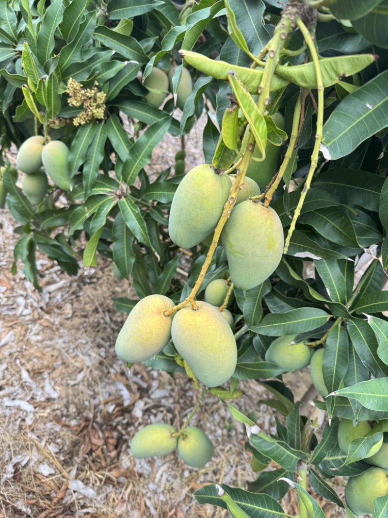 海南芒果产地小台芒、贵妃芒、金煌芒、产地直发大量供应