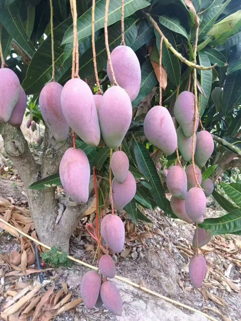 海南芒果产地小台芒、贵妃芒、金煌芒、产地直发大量供应