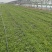 无公害大田种植荠菜