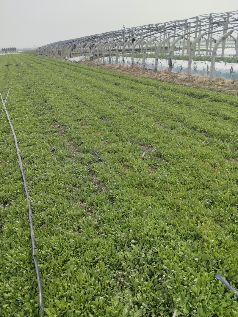 无公害大田种植荠菜