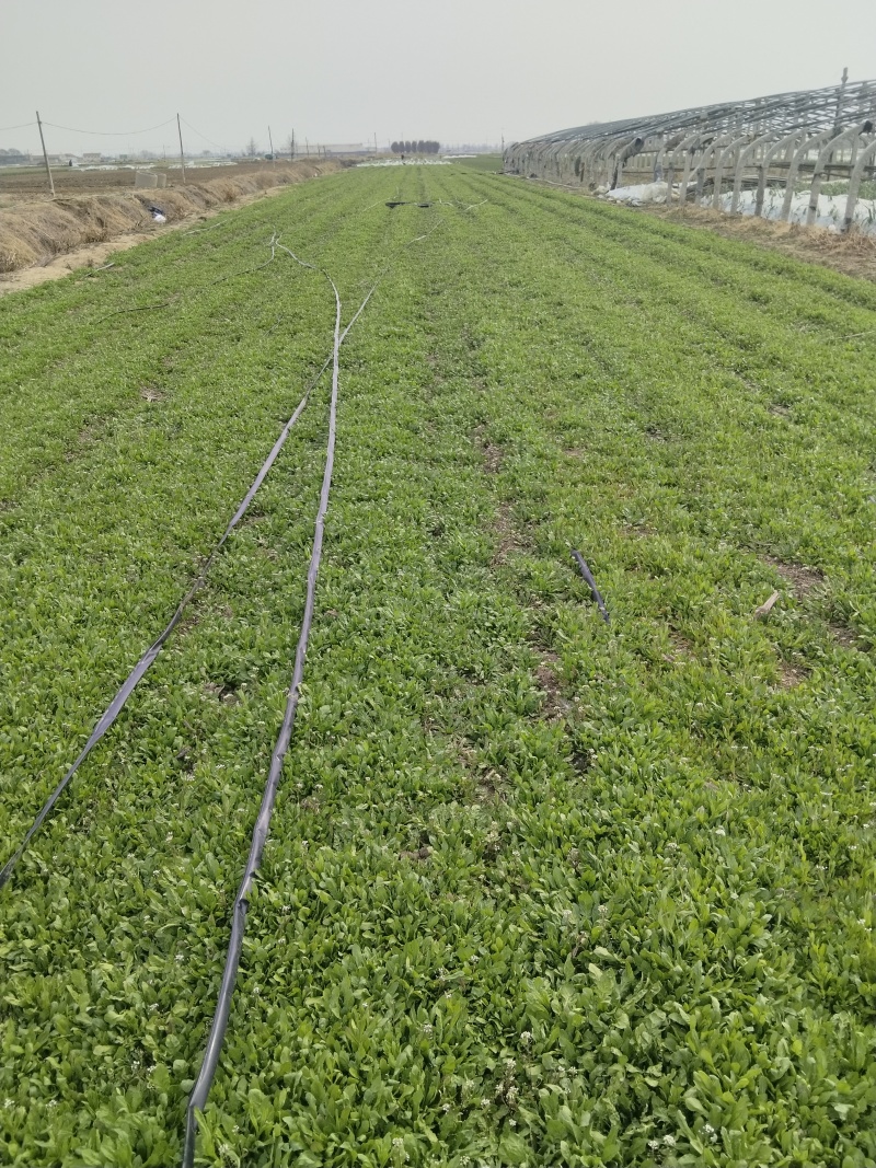 无公害大田种植荠菜