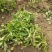 无公害大田种植荠菜