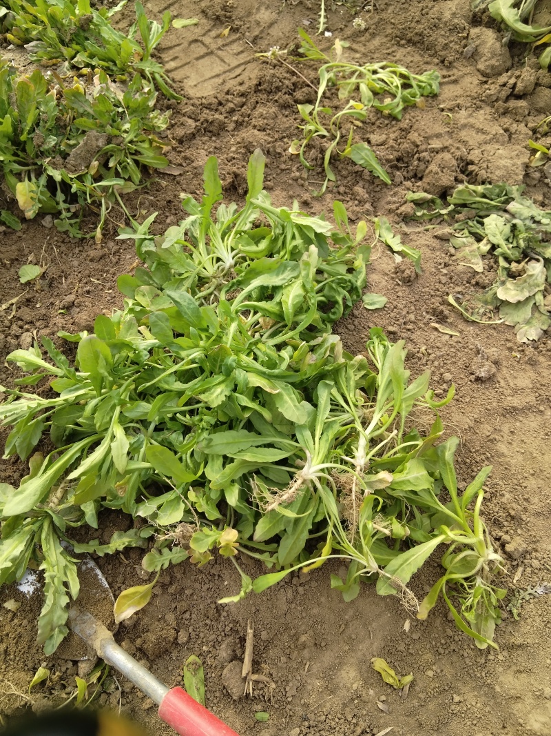无公害大田种植荠菜