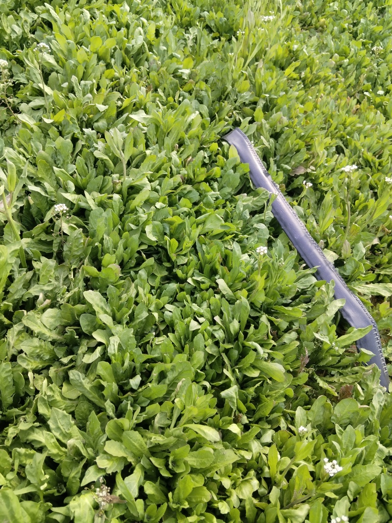无公害大田种植荠菜