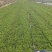 无公害大田种植荠菜