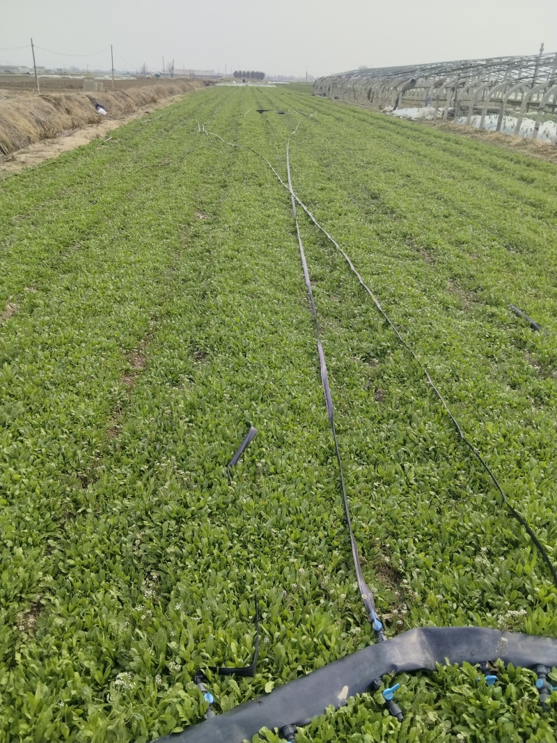 无公害大田种植荠菜