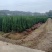 湖南湘潭精品塔柏柏树，一手货源，现采现挖存活率高欢迎咨询